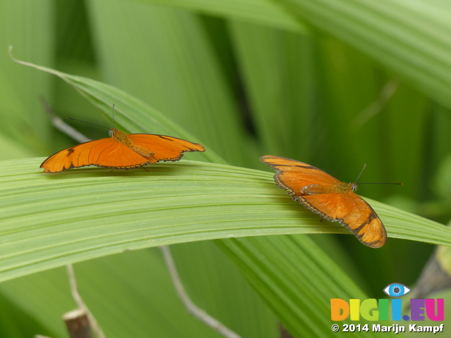 FZ007343 Orange butterflies